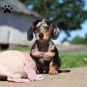 Barney, Dachshund Puppy